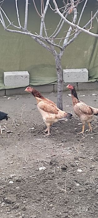 Dakan tuxumlari sotiladi