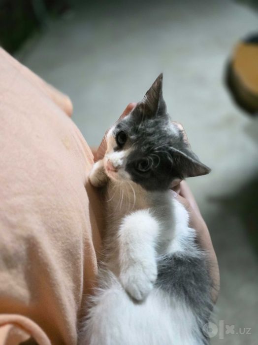 Отдаю даром котят