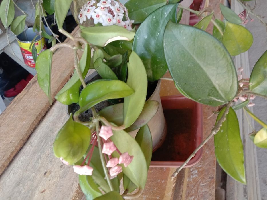 Хоиа цветущая,молодая