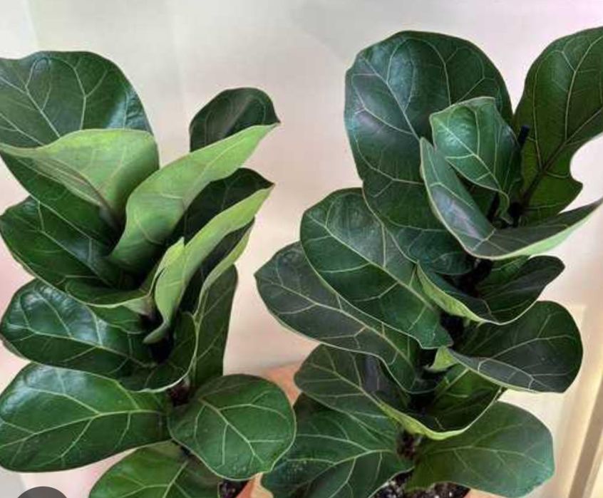 Цветя --Фикус лирата бамбино