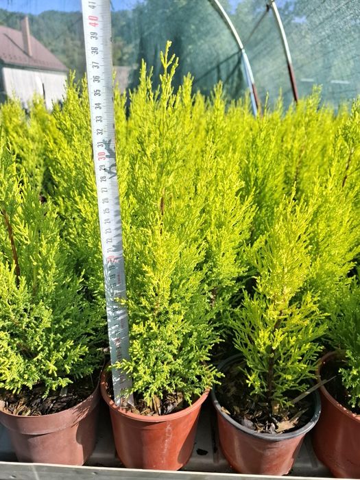Producator vand iarba albastra si diferite plante ornamentale