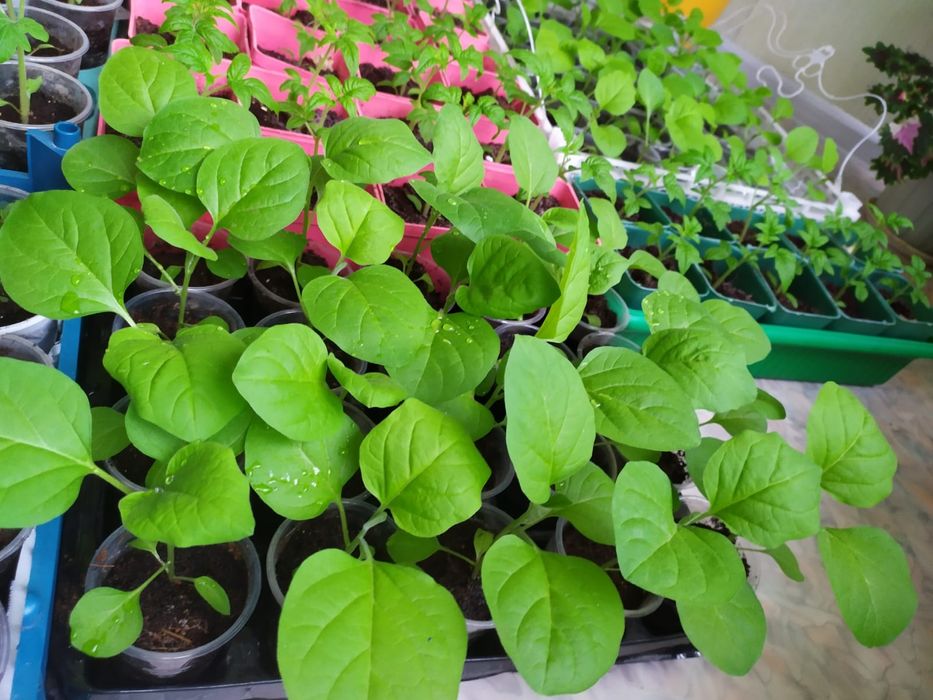 Продам рассаду дачную