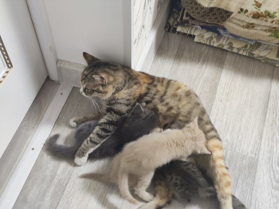 Отдам Котят В Добрые Руки