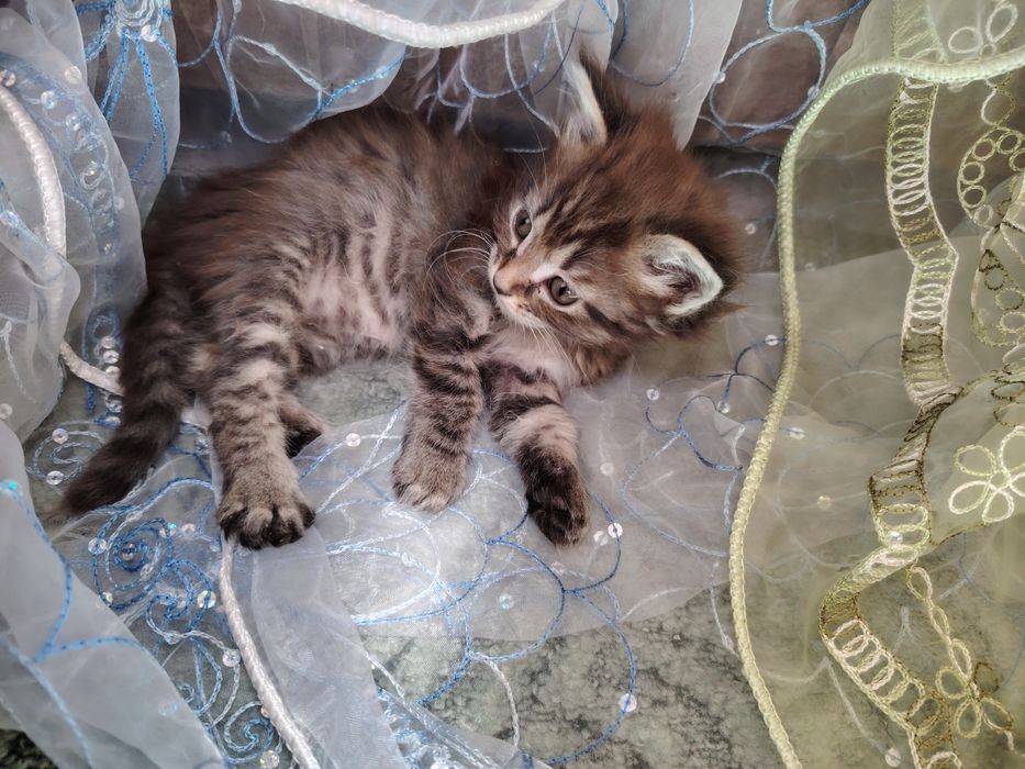 Дарю котят мальчик и девочка