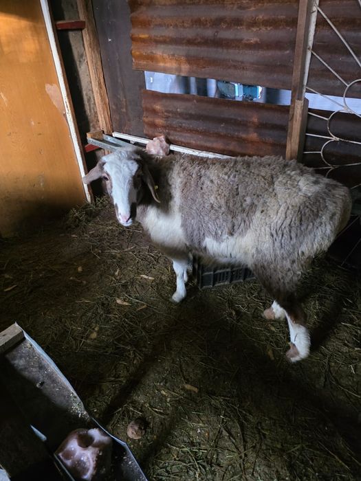 Барана и  козы от 25 до 85 тысяч