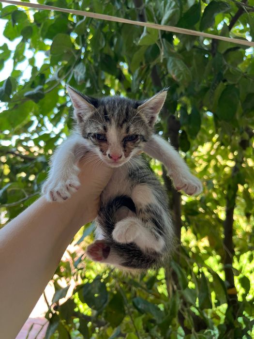Маленькие котята