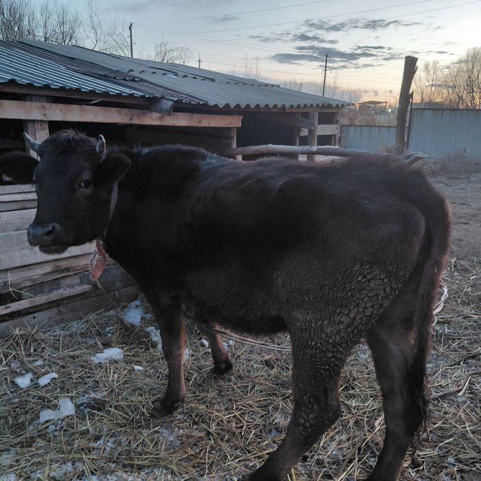 Не стельная тёлка (немка).