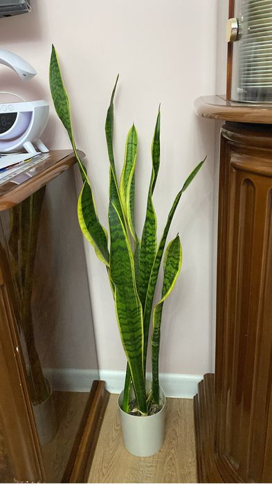 Комнатные кеприхотливые цветы