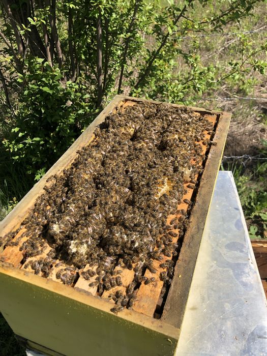 Пчелни отводки