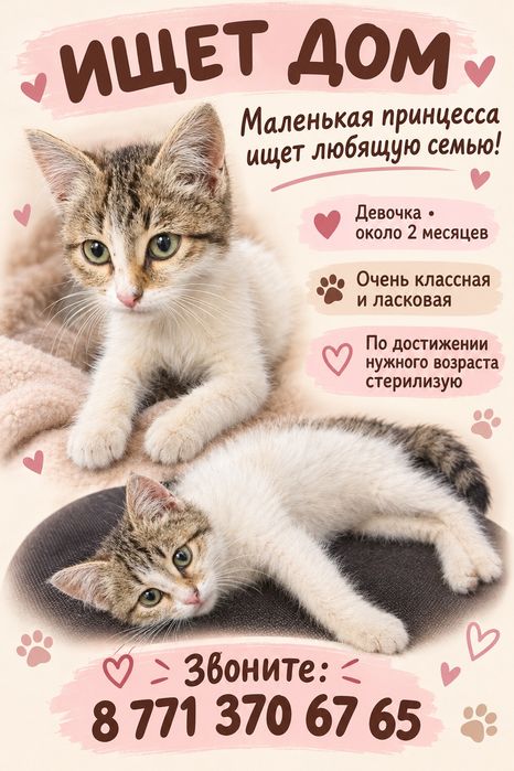 Ищет дом котёнок
