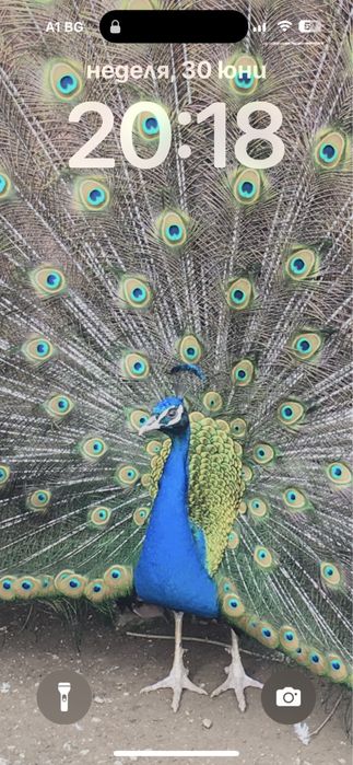 Продават се пауни,папагали