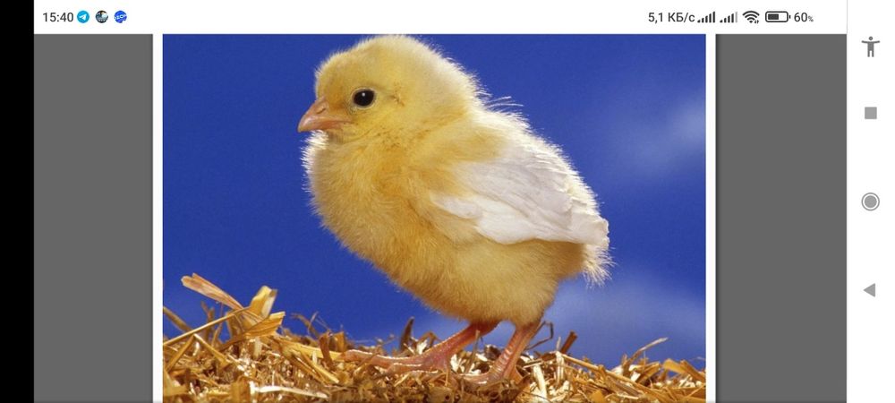 Цыплята . Круглогодично