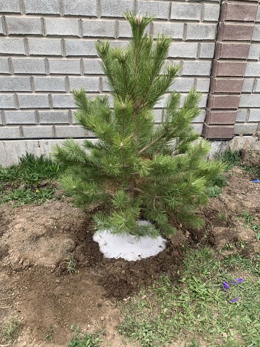 Деревья газон озеленение