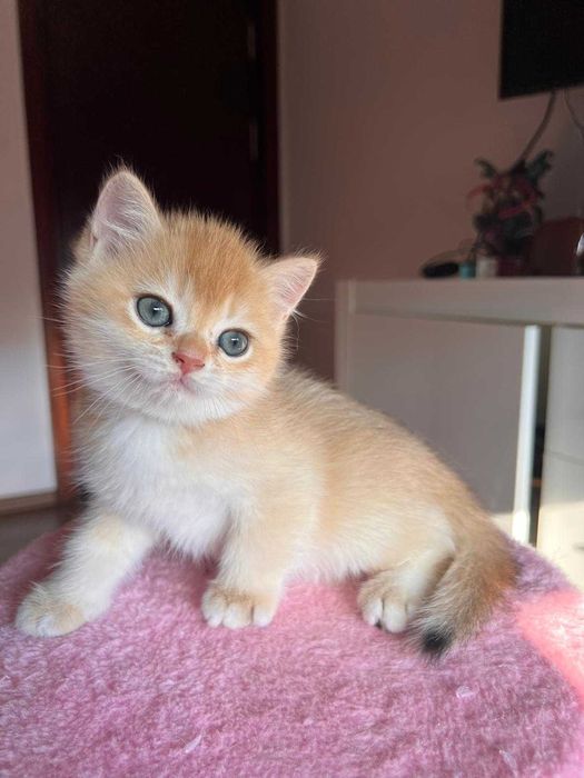Băiețel adorabil british shorthair golden chinchilla!