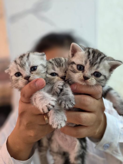 Продам маленькие котята