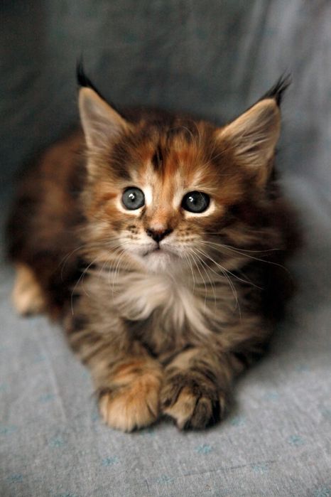 Продаются котята мейн-кун