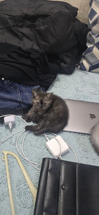 Продаются котята