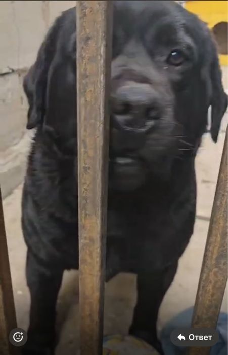 Кобель Лабрадора для вязки