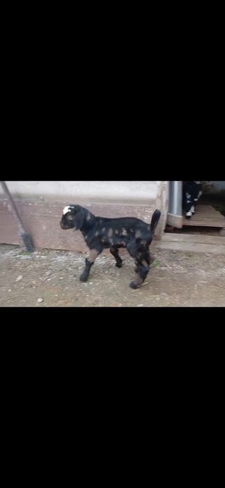 Козлик альпийнуб