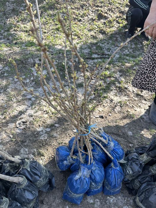 Жемыс жидек көшеттер