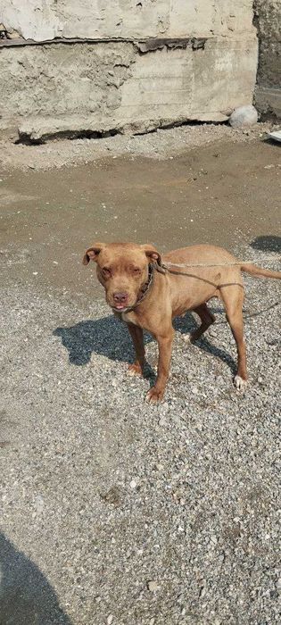 Ит сотилади ёки алмаштирилади