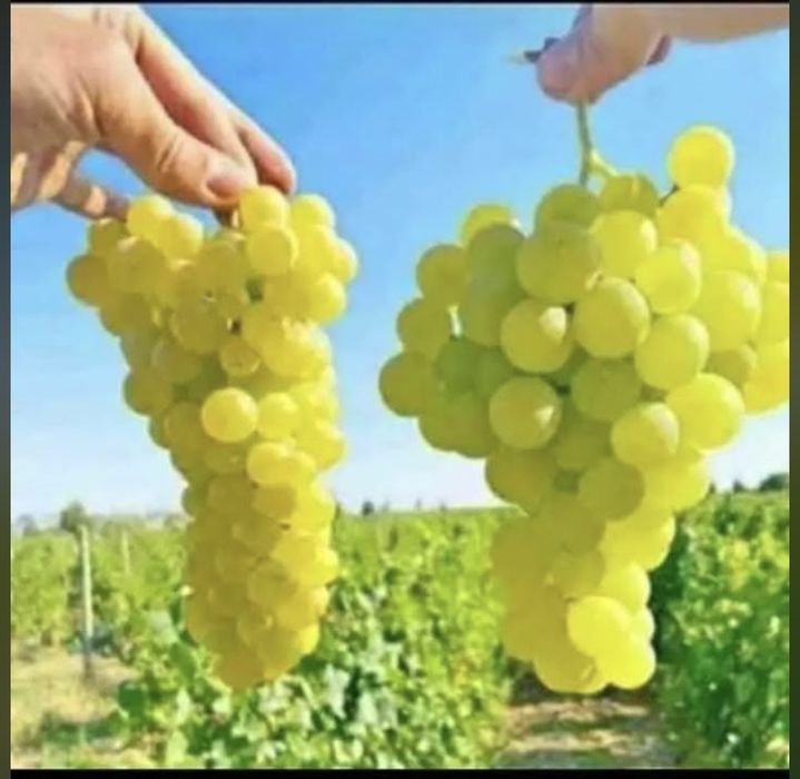 Vand struguri de vin