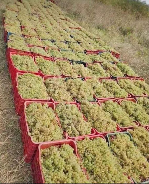 Struguri de vin din Domenile Panciu