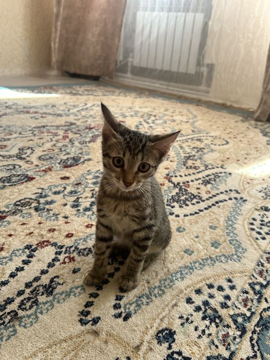 Отдаем 4 котят 3 девочки и 1 мальчик