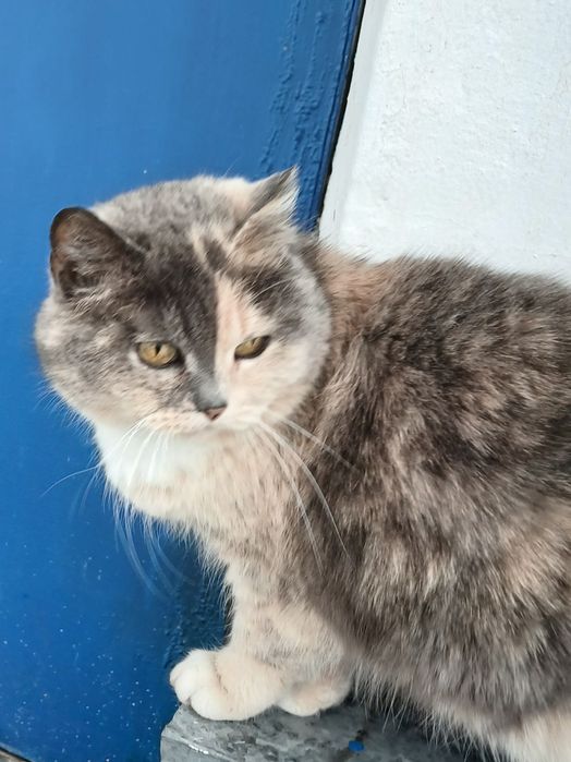 Я взрослая, мудрая и очень хочу домой!