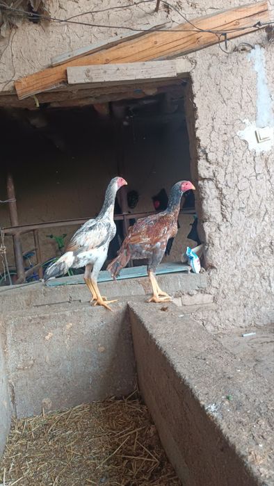Dakan jojala sotiladi