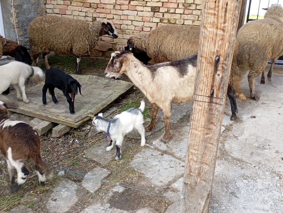 Продават се спешно