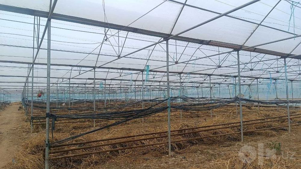 СДАЕТСЯ В АРЕНДУ ПАРНИК (ТЕПЛИЦА) — 5000 кв. г. Гулистан