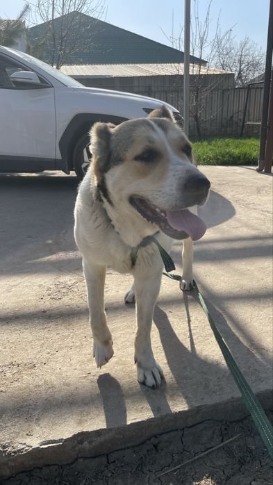 Продаю алабай самка