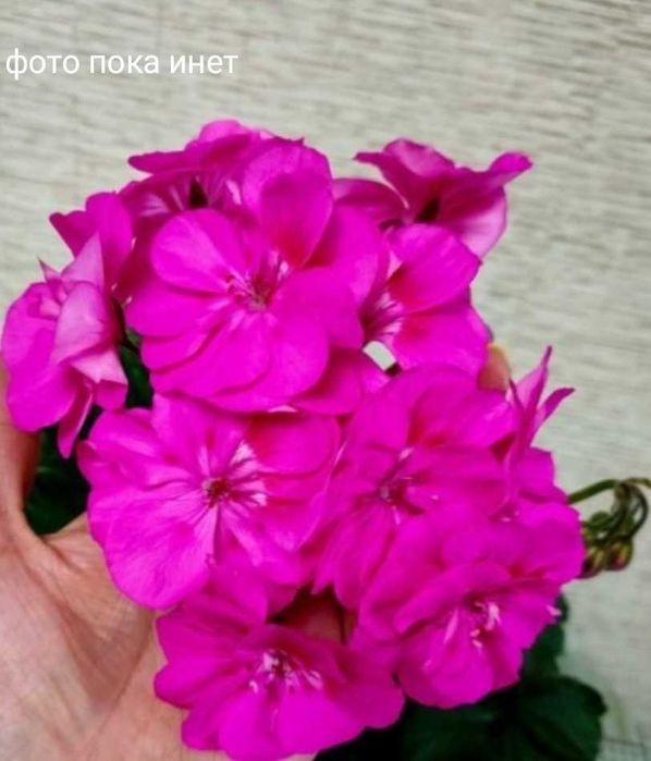 Пеларгония сорта Ю-Рюшар