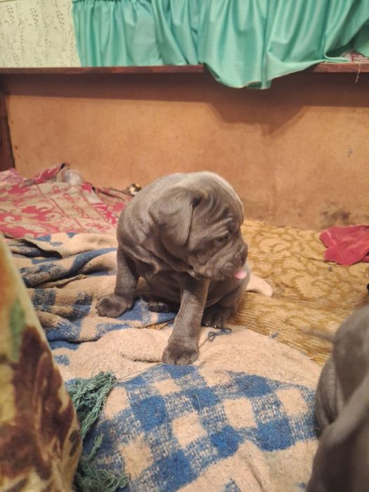 Кане Корсо италяно