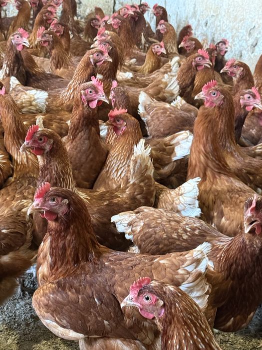 Молодки  Ломан Браун несушки продаются