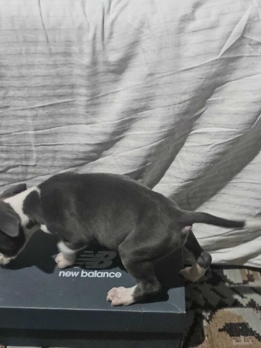 Американски мъжки питбул(Blue Nose)