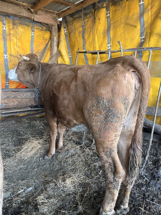 Vând două vaci gestante Și două purcele