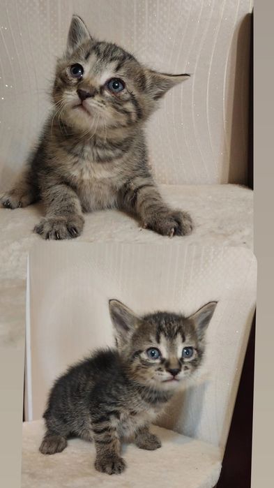 Котята маленькие мальчики