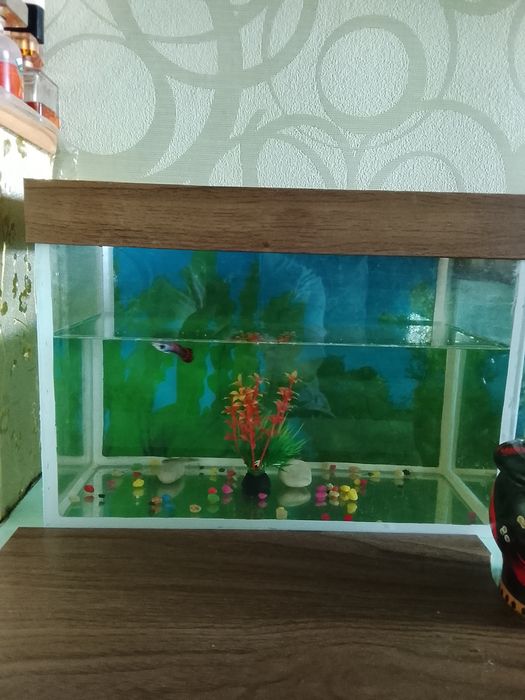 Продам аквариум с рыбками.