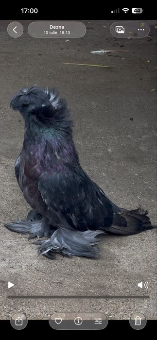 Uriasi maghiari-tobosari de buhara