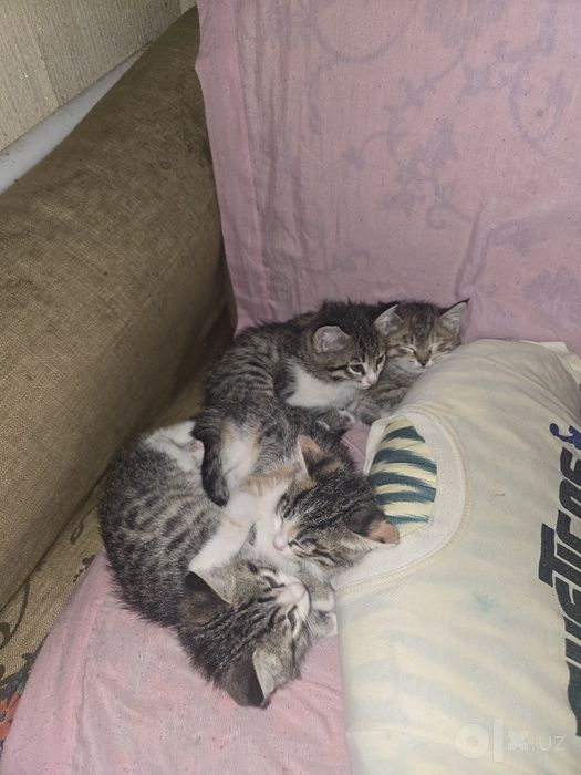 Mushuk bolalari beriladi yahshi qollarga