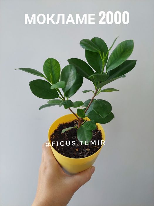 Комнатные растения