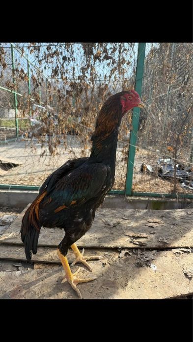 продаю хороших джуджиков