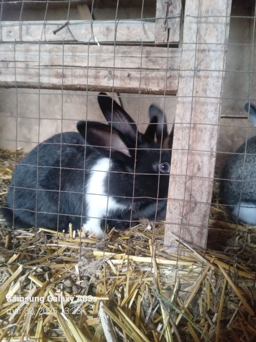 Sog'lom Velikon quyonlar.