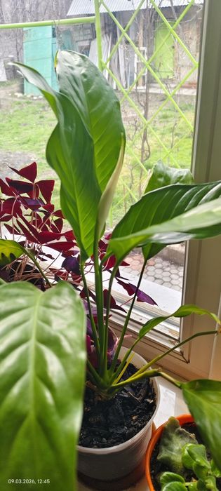 Продам цветок Женское счастье