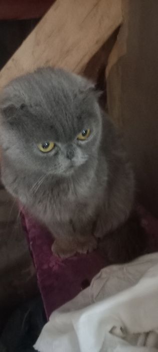 Скотишь фолд кошки