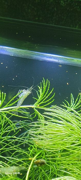 Аквариумные креветки