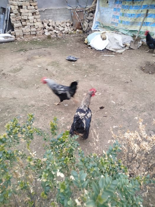 Домашний хурозлар сотилади