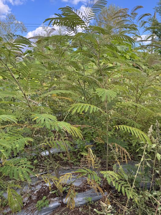 Албиция (Albizia)